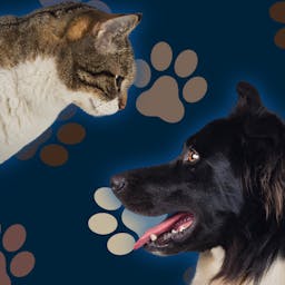 Furry Friends – Cats vs. Dogs